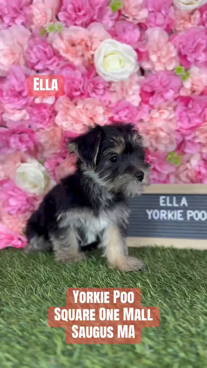 Female Yorkie-Poo 2Nd Gen puppy named Ella for sale at Pet Express Saugus. video thumbnail