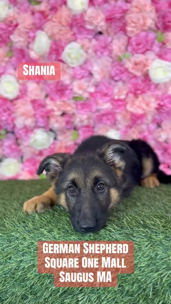 Female German Shepherd Dog puppy named Shania for sale at Pet Express Saugus. video thumbnail
