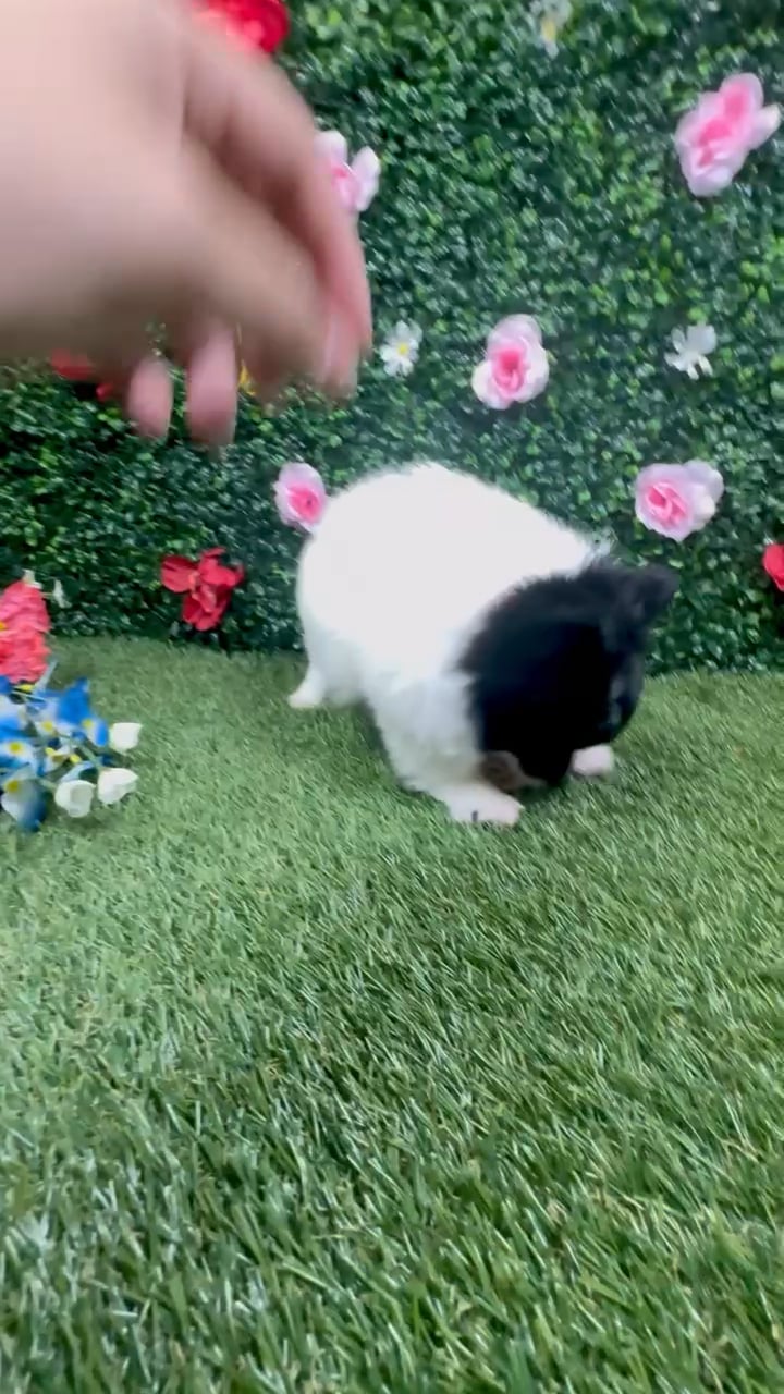 Female Pomeranian puppy named Kimberly for sale at Puppy Dreams - Round Rock. video thumbnail