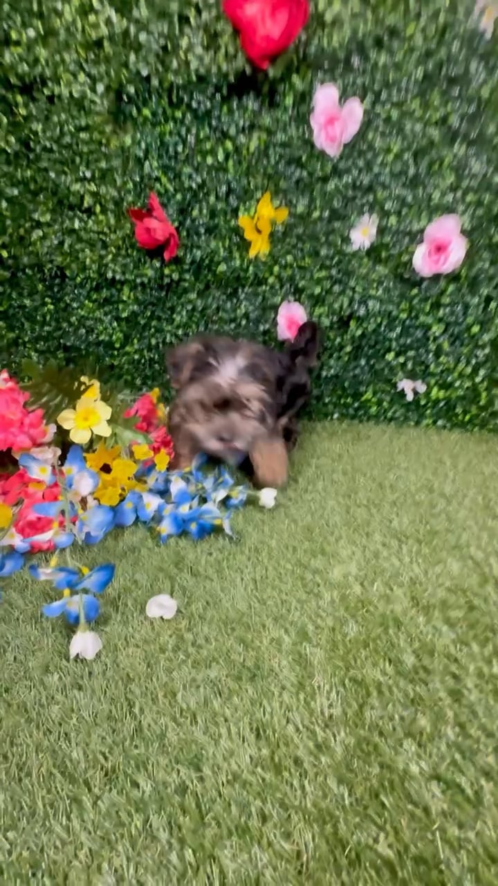 Male Morkie puppy named Charlie for sale at Puppy Dreams - Round Rock. video thumbnail