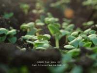 This is &amp;quot;dav_bbc_pdomino_vdo_1920x1080px_001_en&amp;quot; by zigarrenversand.ch on Vimeo, the home for high quality videos and the people who love them.