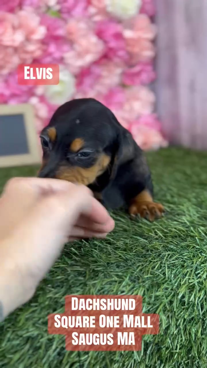 Male Dachshund puppy named Elvis for sale at Pet Express Saugus. video thumbnail