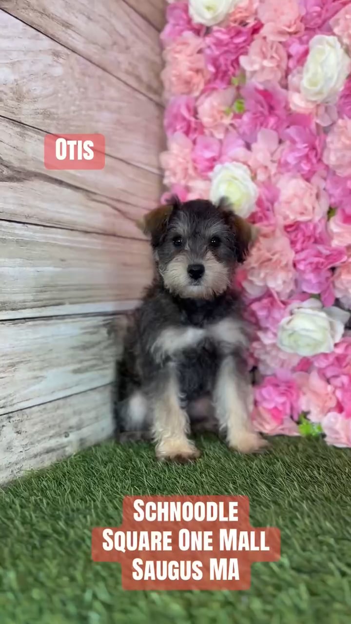 Male Schnoodle puppy named Otis for sale at Pet Express Saugus. video thumbnail