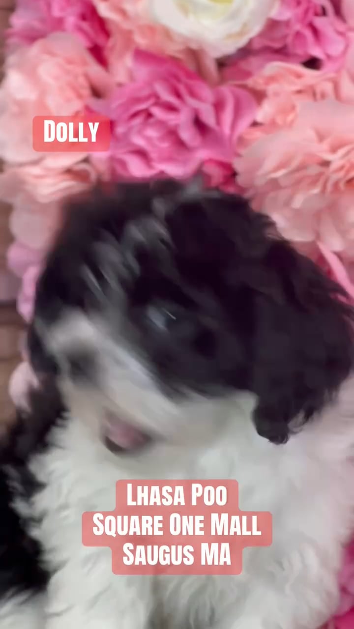Female Lhasa-Poo puppy named Dolly for sale at Pet Express Saugus. video thumbnail
