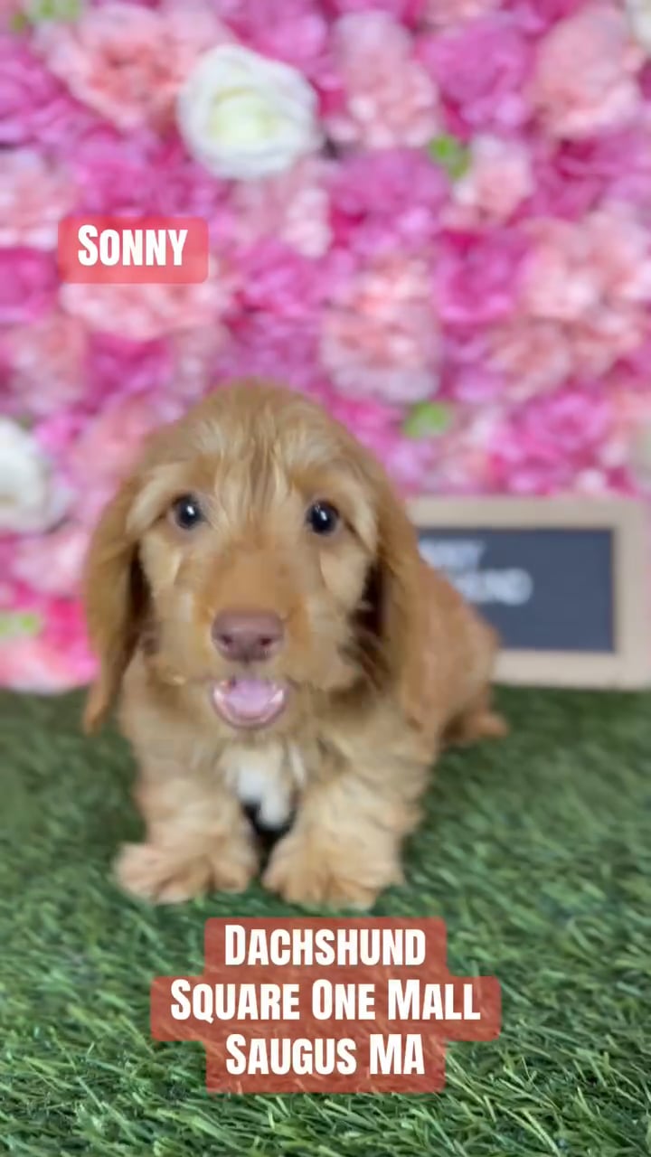 Male Dachshund puppy named Sonny for sale at Pet Express Saugus. video thumbnail
