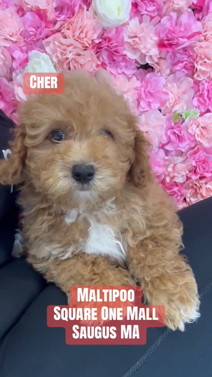 Female Malti-Poo 2Nd Gen puppy named Cher for sale at Pet Express Saugus. video thumbnail
