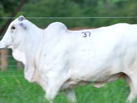 Lote 37