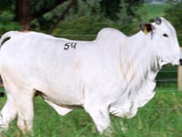 Lote 54
