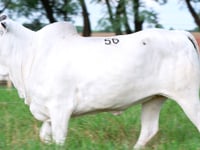 Lote 56