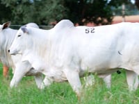 Lote 52