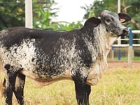 Lote 25