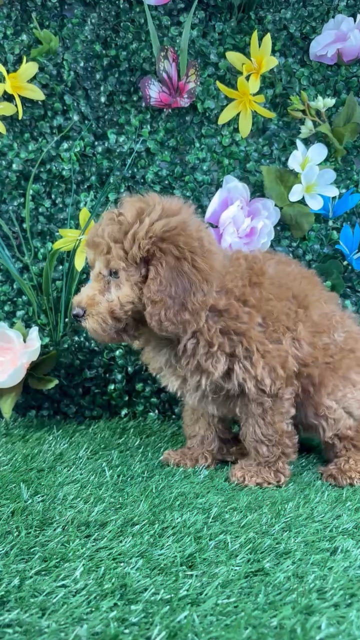 Male Poodle puppy named Winston for sale at Puppy Dreams - Wichita West. video thumbnail