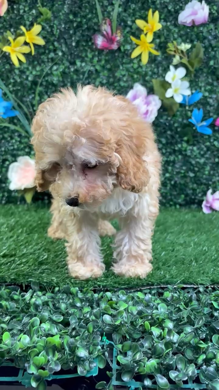 Female Poodle puppy named Bella for sale at Puppy Dreams - Wichita West. video thumbnail