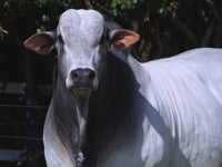 Lote 548
