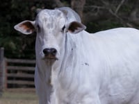 Lote 563
