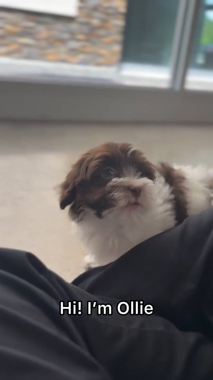 Male Havanese puppy named Ollie for sale at The Puppy Palace CT. video thumbnail