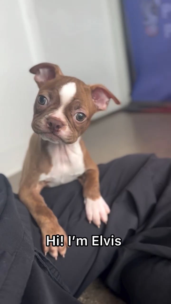 Male Boston Terrier puppy named Elvis for sale at The Puppy Palace CT. video thumbnail