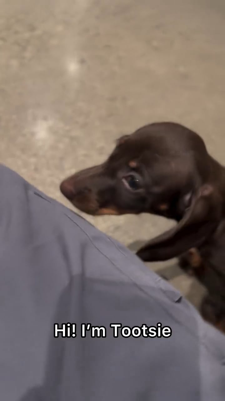 Female Dachshund puppy named Tootsie for sale at The Puppy Palace CT. video thumbnail