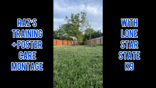 Enlarge Raz, a Adoptable mixed breed in San Antonio, TX video 4/4