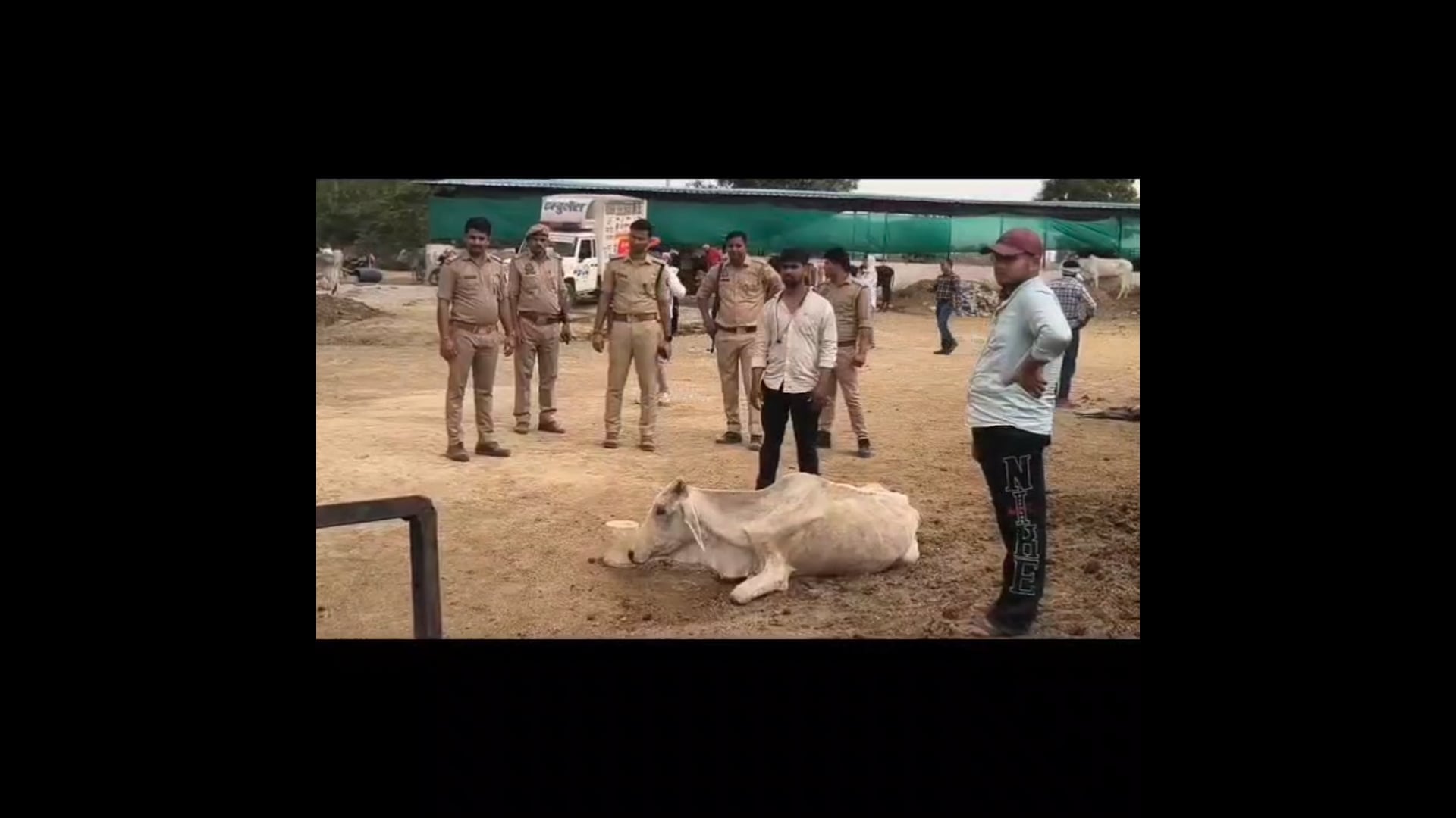 MANT-कान्हा की नगरी में मौत का प्रसाद! रातोंरात 12 गोवंश की मौत से मचा हड़कंप,,