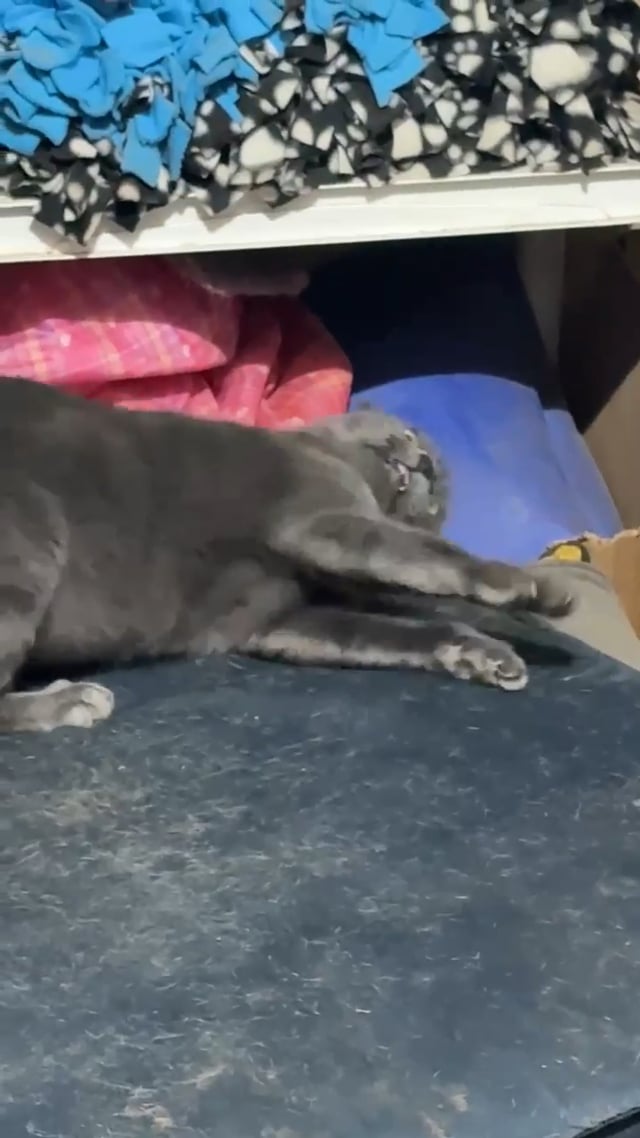Enlarge Wendy, an adoptable mixed breed in Caldwell, TX video 2/2