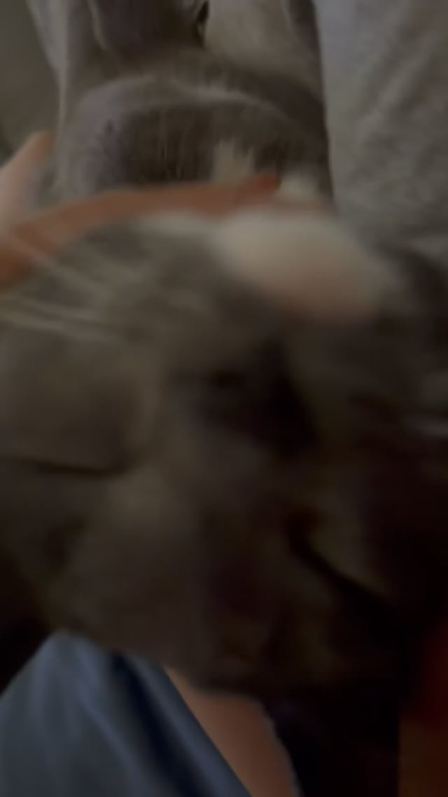 Enlarge Smokey - FROM SHY TO SMITTEN, a ADOPTABLE American Shorthair in Bristow, VA video 2/6