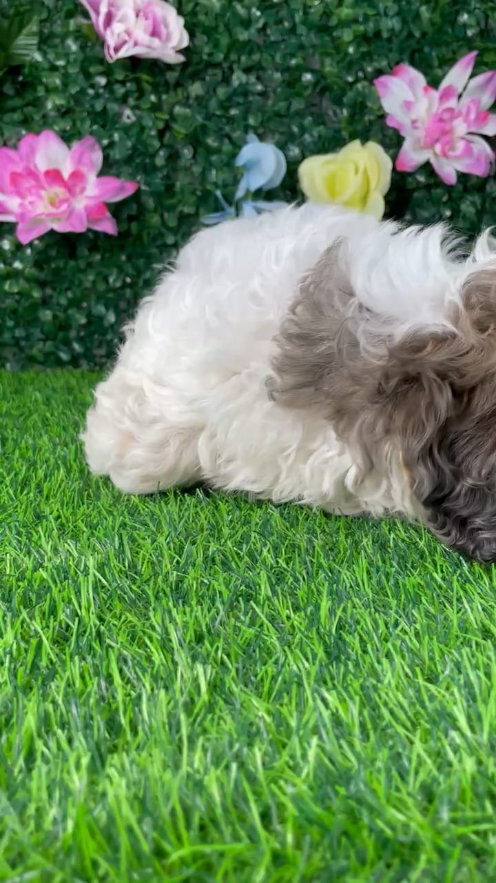 Female Cavapoo puppy named Ziggy for sale at Puppy Dreams - Wichita East. video thumbnail