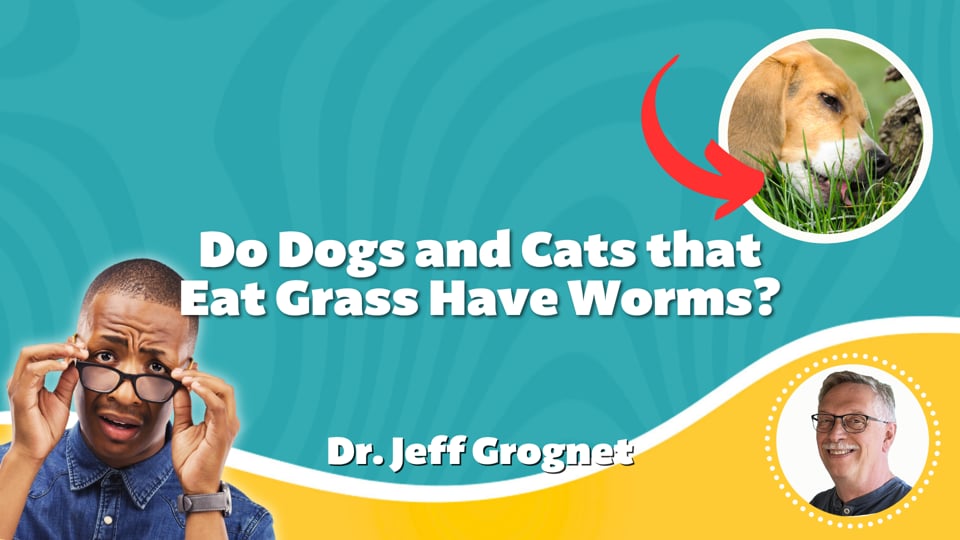 Do Dogs and Cats that Eat Grass Have Worms?