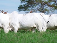 Lote 65