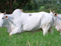 Lote 86