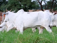 Lote 92