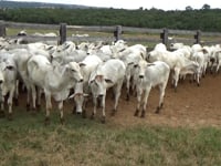 Lote 17