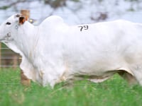 Lote 79