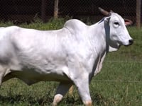 Lote 37