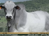 Lote 02