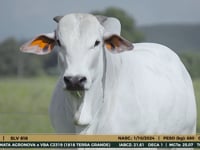 Lote 03
