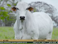 Lote 07