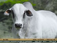 Lote 09