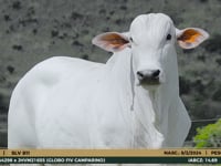 Lote 15