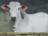 Lote 17
