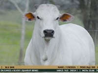 Lote 19