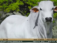 Lote 21