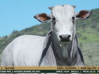 Lote 25