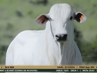 Lote 31