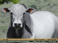 Lote 34