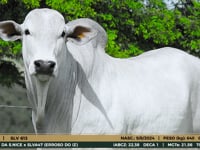 Lote 37