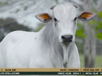 Lote 39
