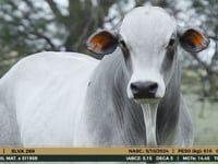 Lote 40