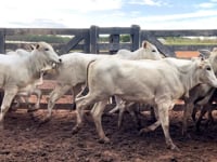 Lote 04A
