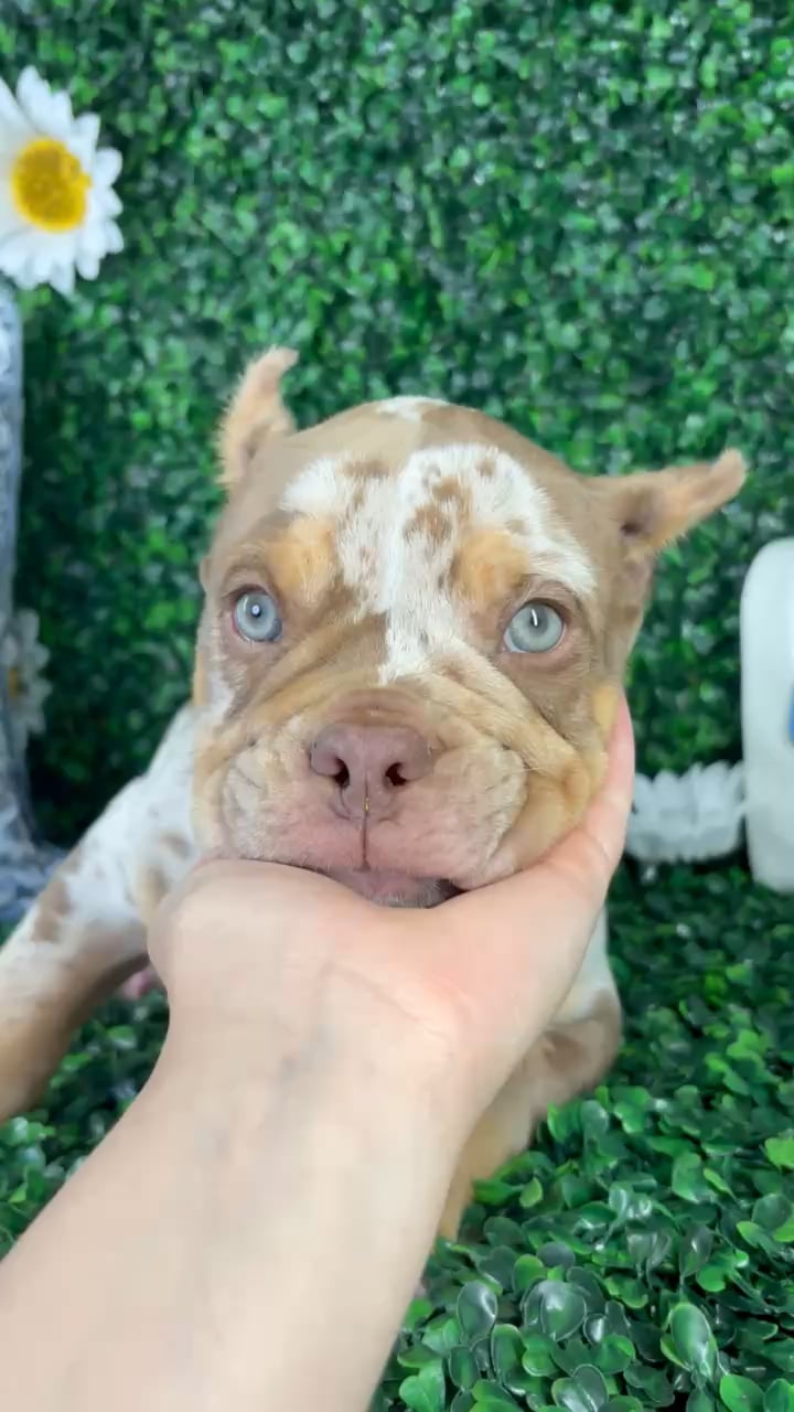 Male American Bully puppy named Zeus for sale at Puppy Dreams - North Richland Hills. video thumbnail